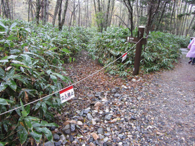 上高地 梓川コース小路