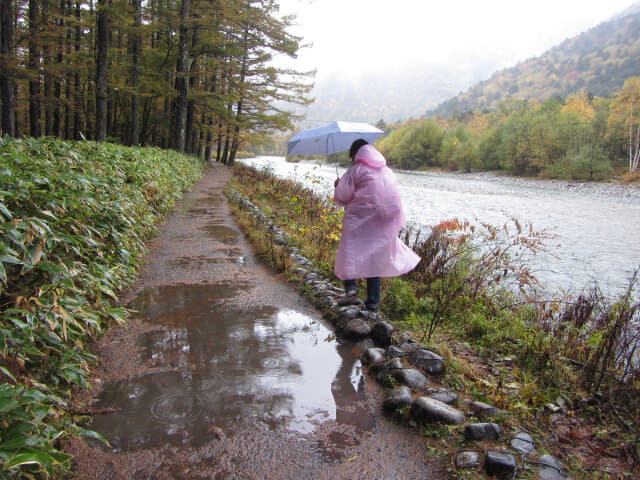 上高地．梓川畔 落羽松林