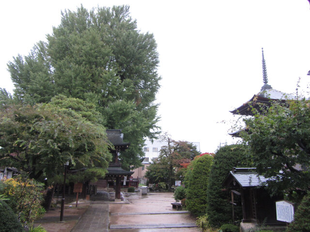 高山市 飛驒國分寺銀杏樹