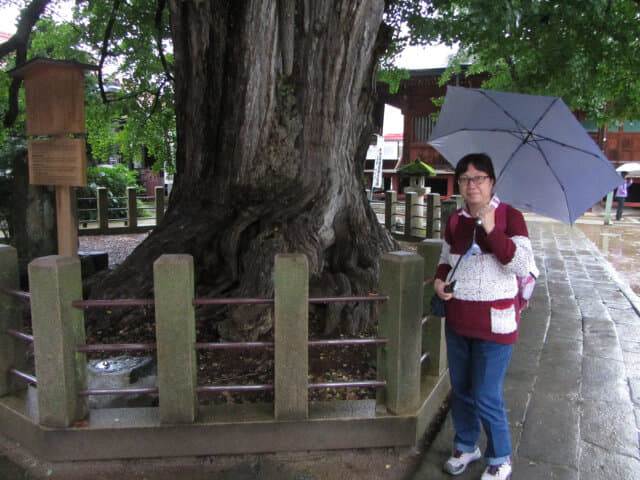 高山市 飛驒國分寺銀杏樹