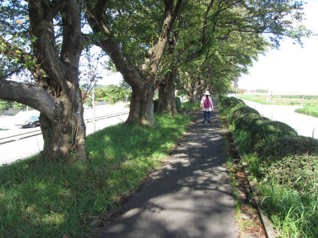 富山市．神通川畔 林蔭小路