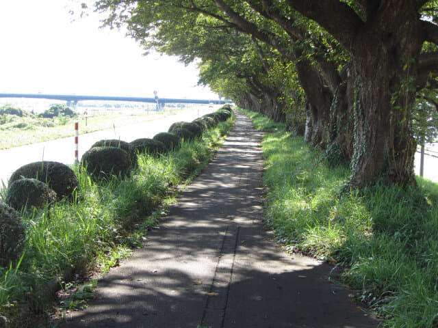 富山市．神通川畔 林蔭小路