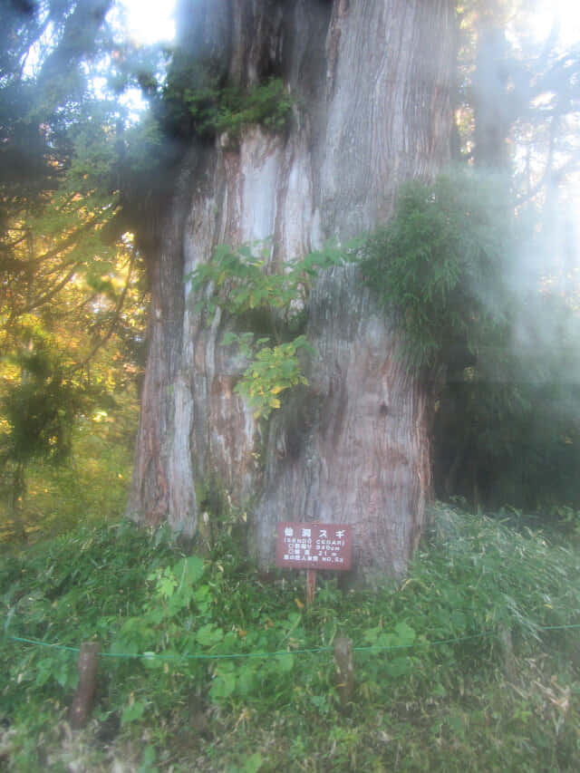 立山仙洞杉