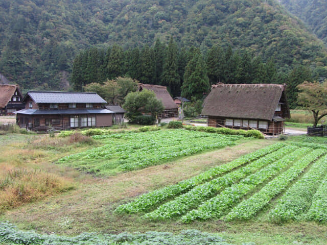 五箇山菅沼合掌造集落