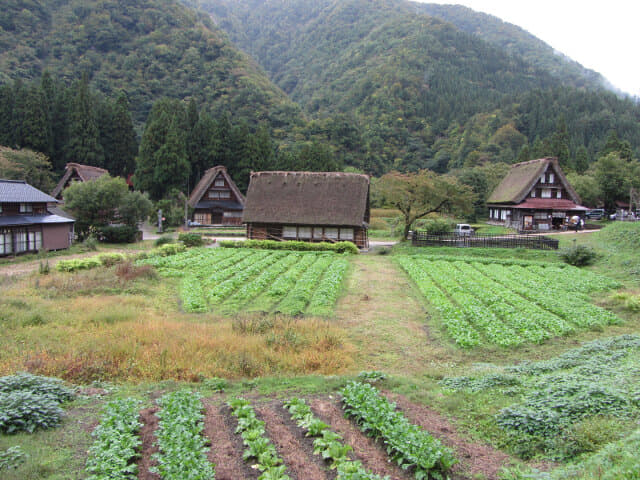 五箇山菅沼合掌造集落