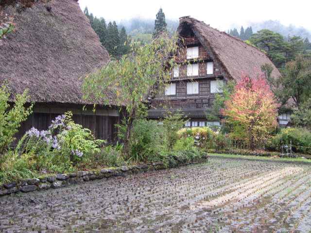 白川鄉合掌村 紅葉