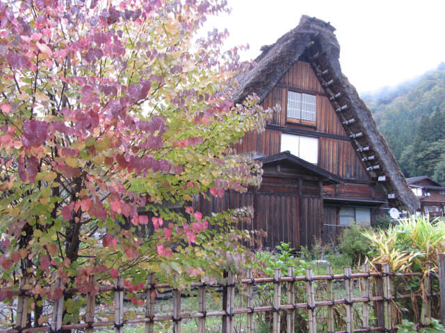 白川鄉合掌村 紅葉