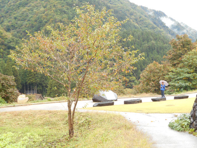 五箇山．菅沼集落展望廣場