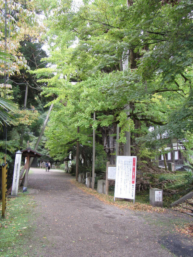 冰見市 朝日山公園