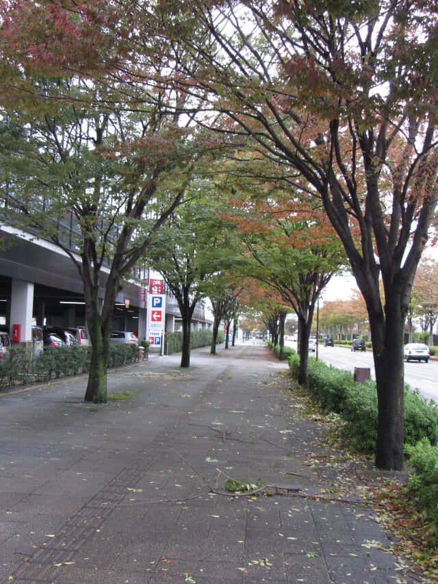 金澤駅西前 けやき大通り楓樹