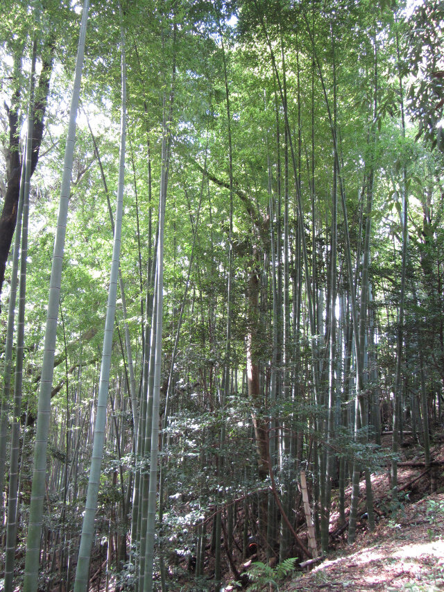 京都伏見稻荷大社千本鳥居 竹林