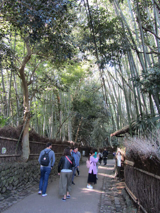 京都．嵐山竹林之道