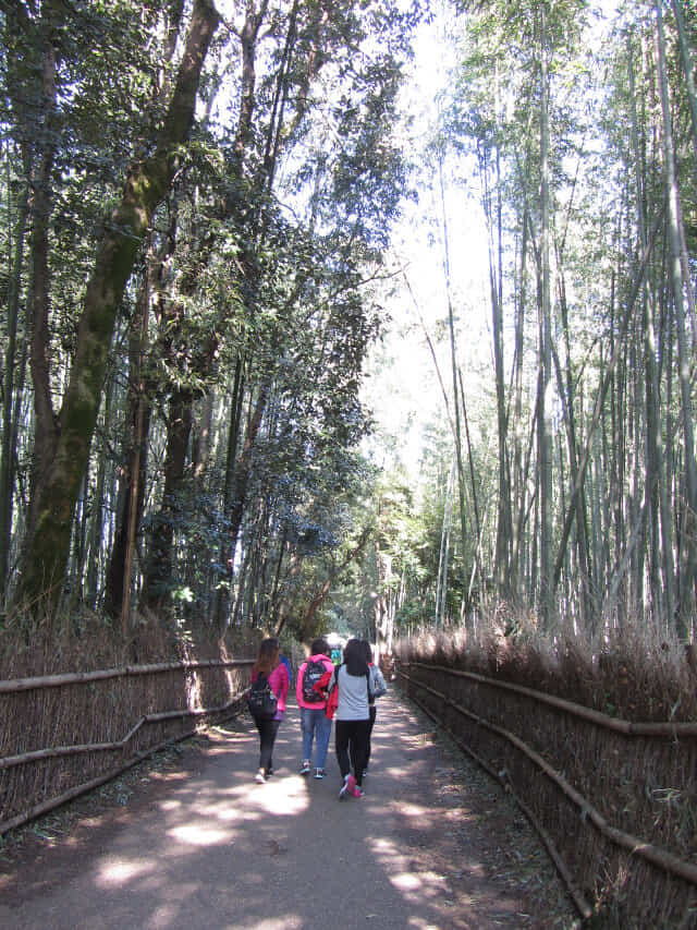 嵐山嵯峨野 竹林の散策路