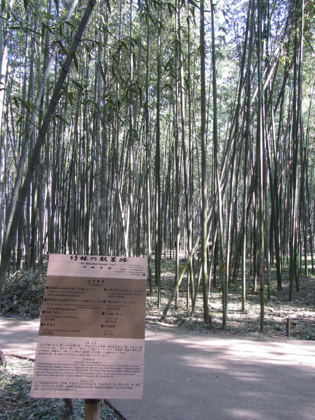 嵐山嵯峨野 竹林の散策路