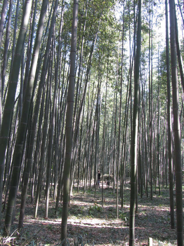 嵐山嵯峨野 竹林の散策路