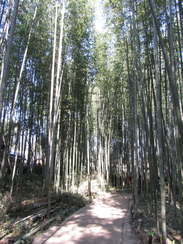 嵐山嵯峨野 竹林の散策路