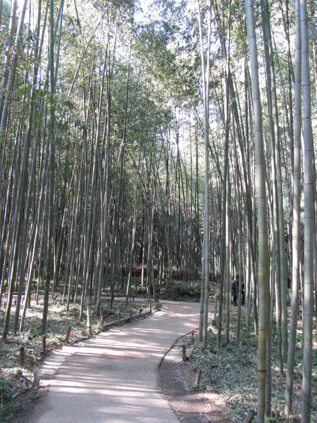 嵐山嵯峨野 竹林の散策路