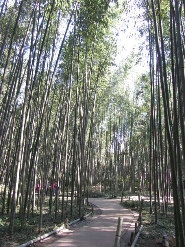 嵐山嵯峨野 竹林の散策路