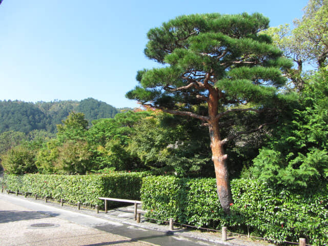 京都嵐山、嵯峨野