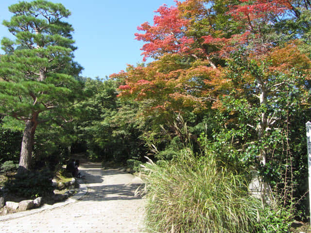 京都嵐山嵯峨野 紅葉