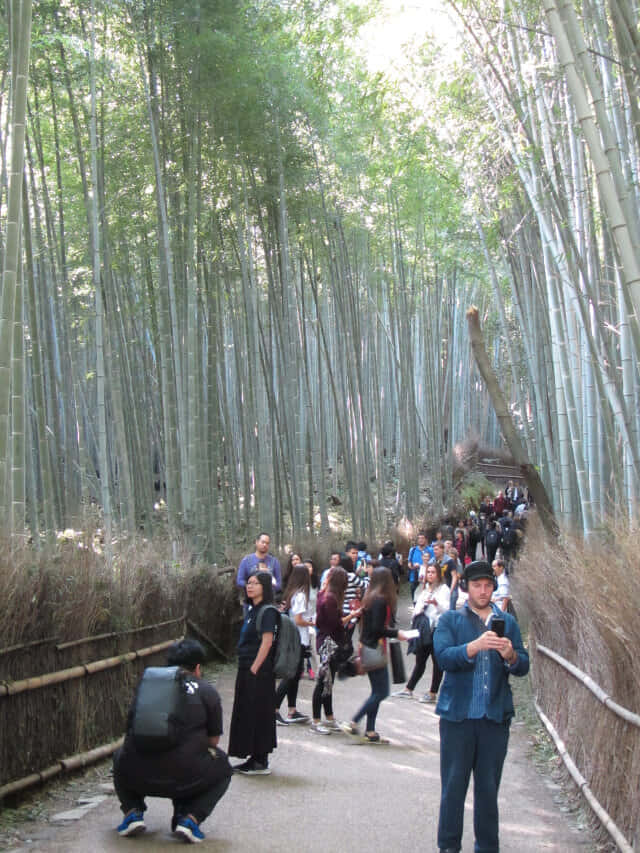 京都嵐山竹林之道