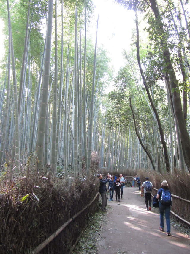 京都嵐山竹林之道