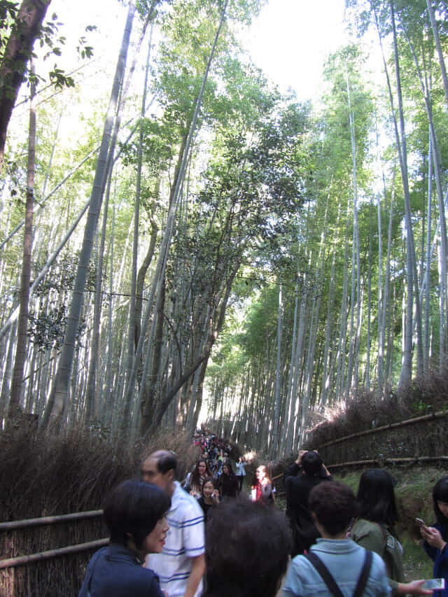 京都嵐山竹林之道