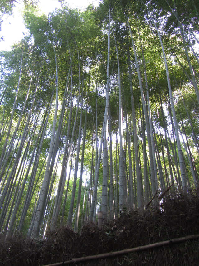 京都嵐山竹林之道