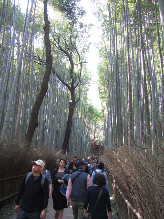 京都嵐山竹林之道