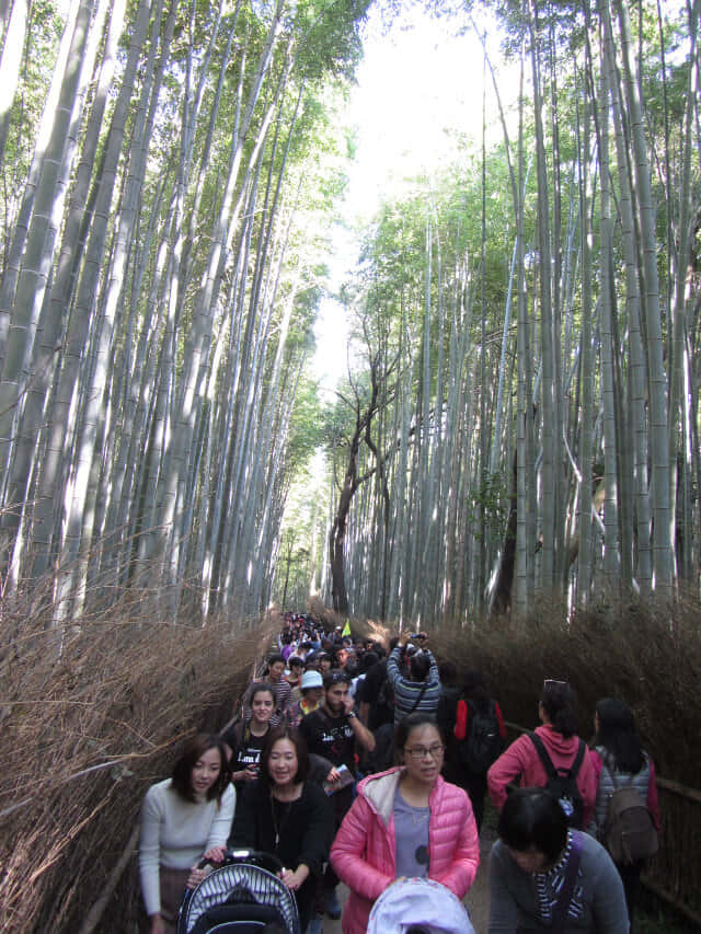 京都嵐山竹林之道