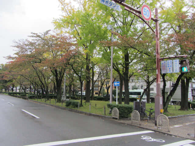 京都 烏丸通大道 銀杏樹