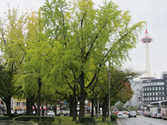 京都 烏丸通大道 銀杏樹