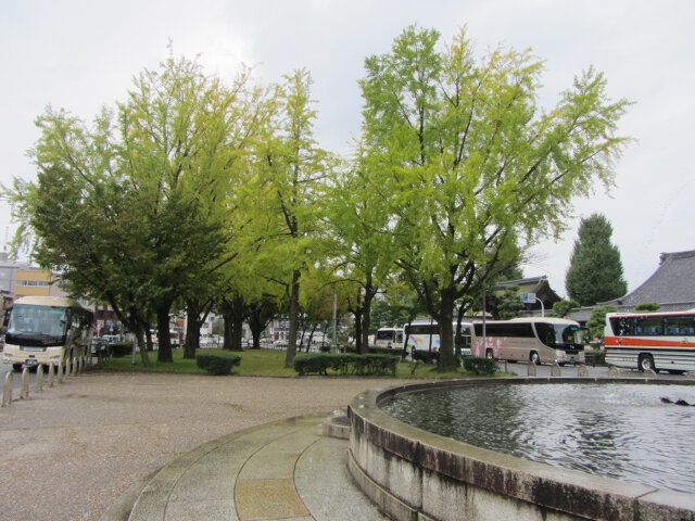 京都 烏丸通大道 銀杏樹