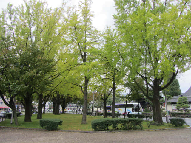 京都 烏丸通大道 銀杏樹