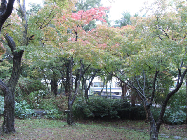 京都 梅小路公園 楓葉步道