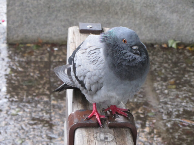 京都 梅小路公園