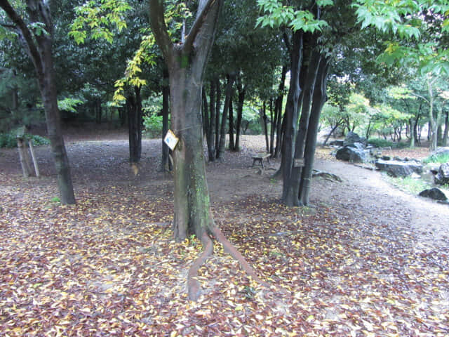 京都 梅小路公園 秋天景色