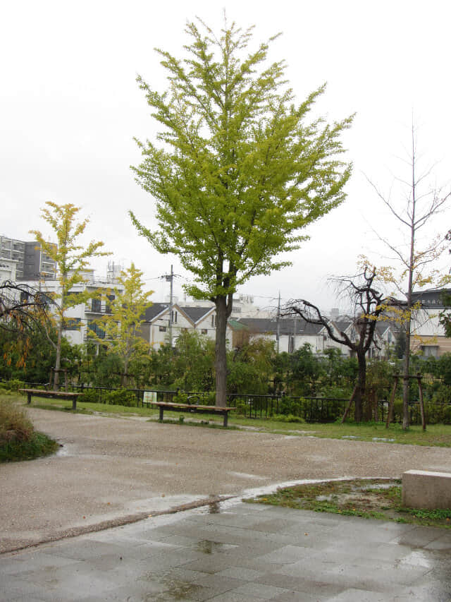 京都 梅小路公園 秋天銀杏景色