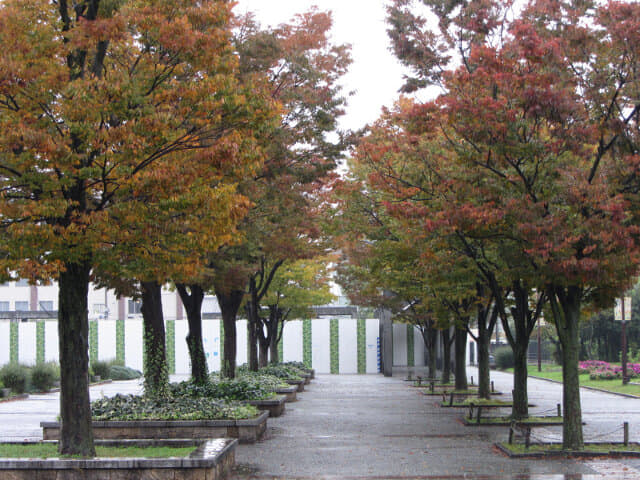 京都梅小路公園 秋天紅葉景色