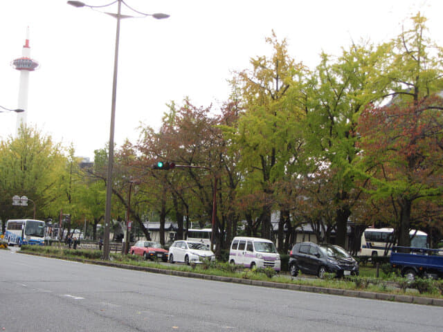 京都 烏丸通大道 楓樹、銀杏樹秋天景色