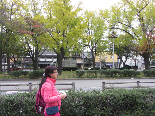 京都 烏丸通大道 楓樹、銀杏樹秋天景色