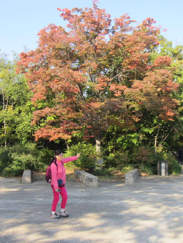 京都 梅小路公園 紅楓葉