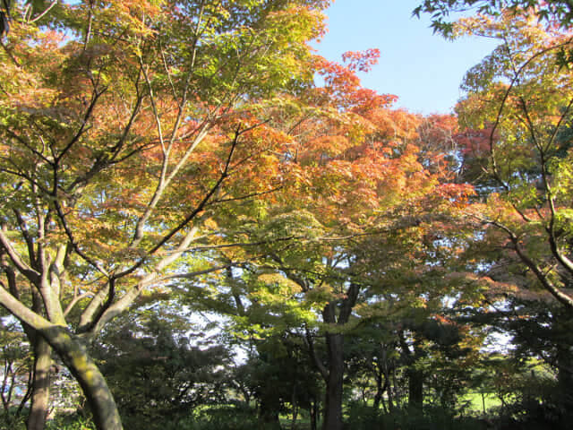 京都 梅小路公園 紅楓葉