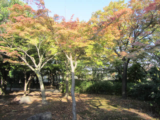 京都 梅小路公園 紅楓葉