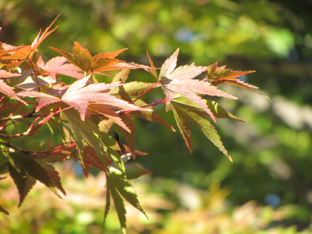 京都 梅小路公園 紅楓葉