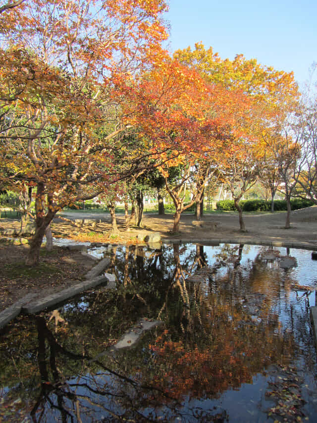 京都 梅小路公園 紅楓葉