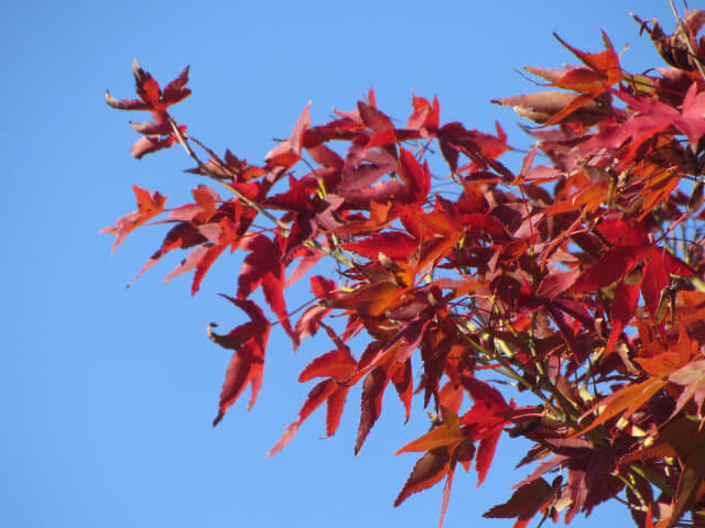 京都 梅小路公園紅楓葉