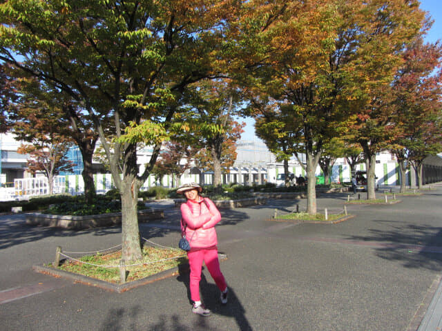 京都梅小路公園紅楓葉