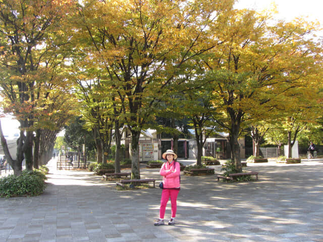 京都梅小路公園．大宮入口紅楓葉