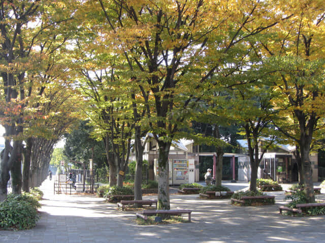 京都梅小路公園．大宮入口紅楓葉